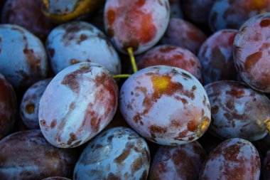 Olgun erikler. Taze erikleri yakın çekim, üst manzara. Makro fotoğraf yiyeceği meyveli erik. Taze mavi eriklerin dokusu. Resimli meyve ürünü. D 'Agen Fransız eriği.