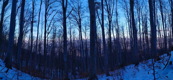 Πανόραμα Του Δάσους Χειμώνα Πανόραμα Των Δέντρων Στο Δάσος Χειμώνα — Φωτογραφία Αρχείου