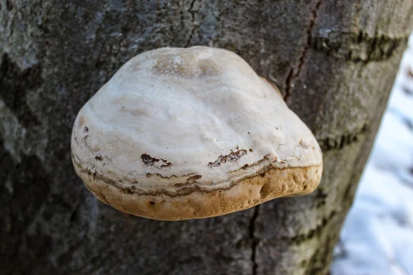 木の上で成長する真菌 ファム フォメンタリウス ティンダー ポリポア フーフ ファングス 微生物だ 真菌は 養蜂における喫煙や見事な蜂に使用されます — ストック写真