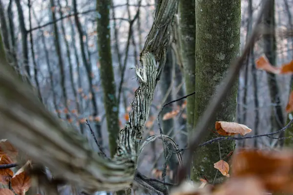 森の中の野生のブドウ 木の間のつる — ストック写真