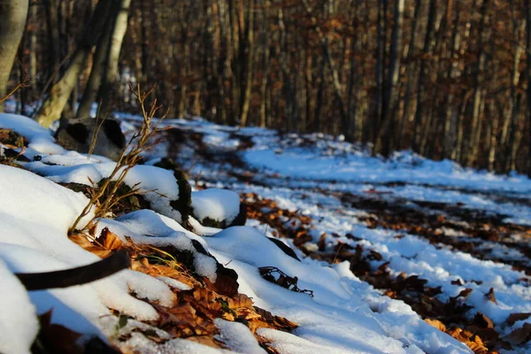 雪の下で黄金色の葉を乾燥させます 雪が降った普通の小さな森の道が森の中を通っています 秋以降は雪と乾燥した葉が残る — ストック写真