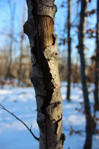 Prasklá Kůra Stromě Lese Zimě — Stock fotografie