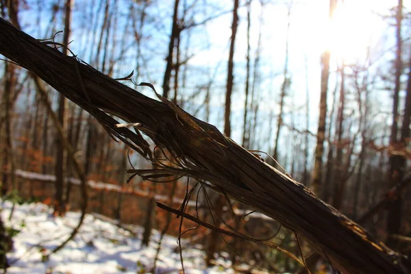 森の中で野生のブドウを閉じます 地面に雪がある冬の森の中の野生のつる — ストック写真