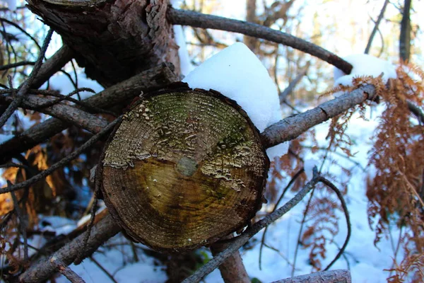 森の中で松の木を切りなさい 木の制御されていない伐採 放棄された木は滅びる 真菌が出現した木の年 木の上の雪 — ストック写真