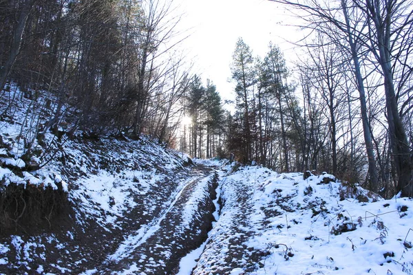 Droga Leśna Zimą Droga Pokryta Białym Śniegiem Zimowe Słońce Próbuje — Zdjęcie stockowe