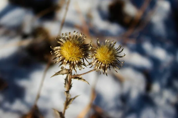 Dwa Piękne Suszone Kwiaty Złotego Koloru Białym Śniegiem Tle — Zdjęcie stockowe