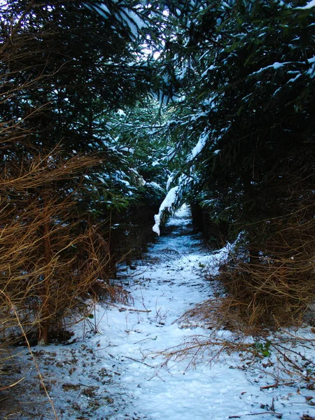 Caminho Através Floresta Coníferas Inverno Caminho Entre Árvores Onde Neve — Fotografia de Stock