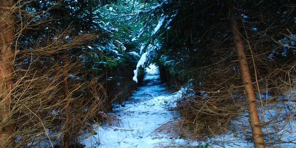 Тропа Через Хвойный Лес Зимой Путь Между Деревьями Снег Между — стоковое фото