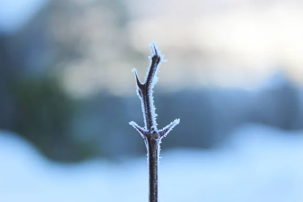 Мороз Древесном Растении Шипами Мороз Шипах — стоковое фото