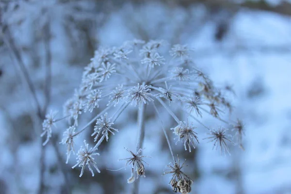 Frost on a dried flower plant. Frost in winter on snow that has fallen over plants. A dry plant on which there is frost.