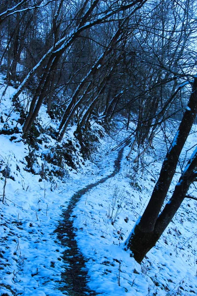 Ścieżka Przez Śnieg Lasu Ścieżka Spacerowa Przez Śnieg — Zdjęcie stockowe