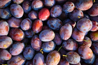 Olgun erikler. Taze erikleri yakın çekim, üst manzara. Makro fotoğraf yiyeceği meyveli erik. Taze mavi eriklerin dokusu. Resimli meyve ürünü. D 'Agen Fransız eriği.
