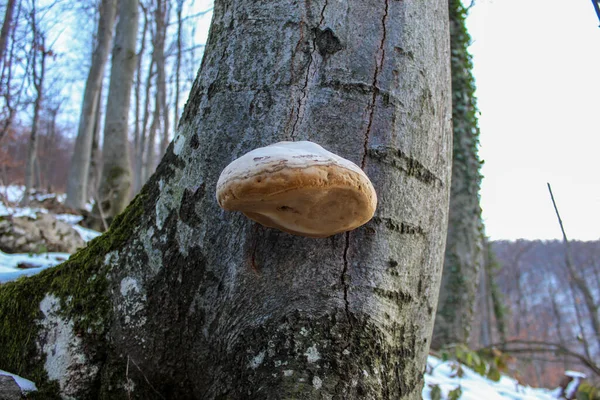 Fomes Fomentarius Tinder Polypore Poliporo Tinder Fungo Dos Cascos Fungo — Fotografia de Stock