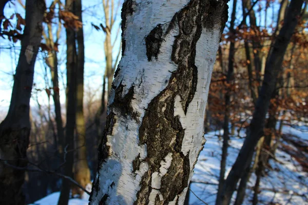 木の皮 白樺の樹皮 白い樹皮 — ストック写真