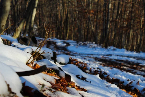 雪の下で黄金色の葉を乾燥させます 雪が降った普通の小さな森の道が森の中を通っています 秋以降は雪と乾燥した葉が残る — ストック写真