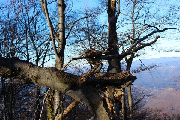 木々の奇妙な外観 木の枝は奇妙な方向に進んでいる 木や枝の異常な外観 — ストック写真