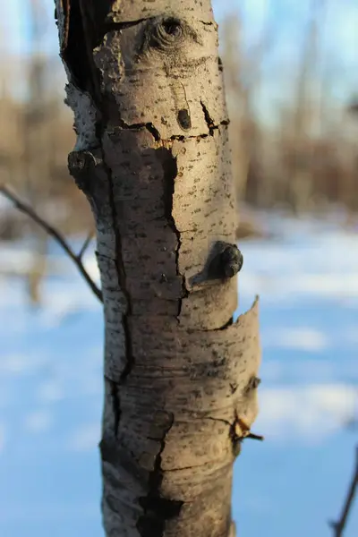 Prasklá Kůra Stromě Lese Zimě — Stock fotografie