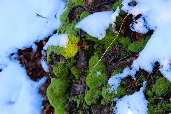 Зелений Мох Стирчить Під Снігу Зелений Мох Лісі Взимку Сніг — стокове фото