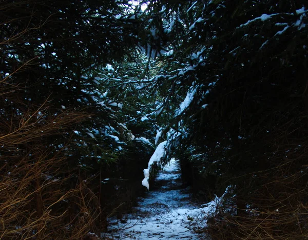 Der Weg Durch Den Nadelwald Winter Ein Weg Zwischen Bäumen — Stockfoto