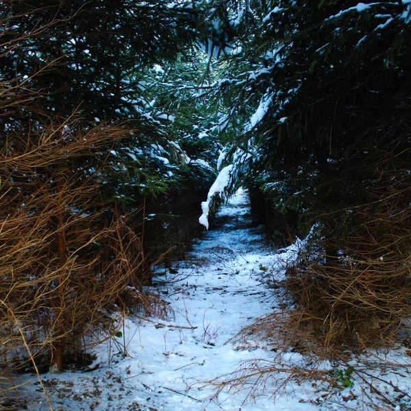 Ścieżka Przez Las Iglasty Zimie Ścieżka Między Drzewami Pomiędzy Którymi — Zdjęcie stockowe