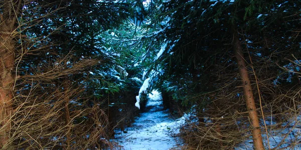 Chemin Travers Forêt Conifères Hiver Sentier Entre Les Arbres Neige — Photo