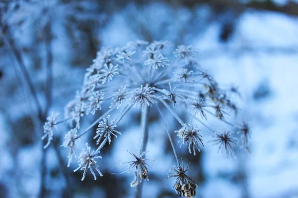 乾燥した花の植物の霜 植物の上に落ちた雪の上の冬の霜 霜が降る乾燥した植物 — ストック写真