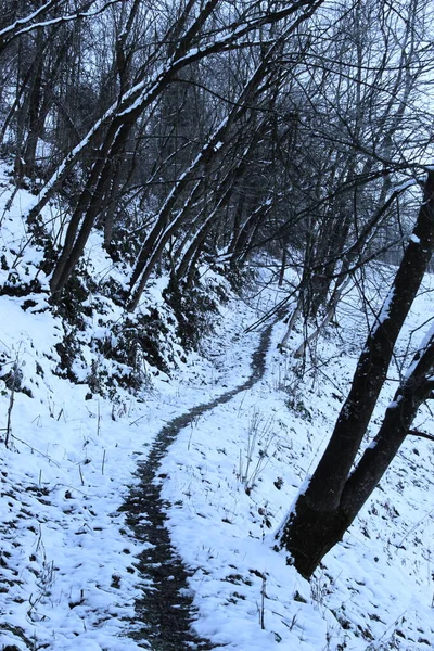 Caminho Através Neve Para Floresta Caminho Pela Neve — Fotografia de Stock