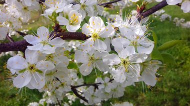 Bahar mevsiminde erik bahçesinde telafuz edilmiş minyon ve anterlerle beyaz erik çiçekleri. Çiçekli erik.