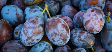 Pankart. Olgun erikler. Taze erikleri yakın çekim, üst manzara. Makro fotoğraf yiyeceği meyveli erik. Taze mavi eriklerin dokusu. Resimli meyve ürünü. D 'Agen Fransız eriği.