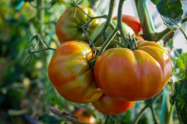 Bir grup domates kırmızıya dönmeye başladı. Serada domates yetiştirmek. Domates meyvesi..