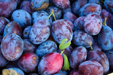 Olgun erikler. Birkaç yaprağı olan erikler. Taze erikleri yakın çekim, üst manzara. Makro fotoğraf yiyeceği meyveli erik. Taze mavi eriklerin dokusu. Resimli meyve ürünü. D 'Agen Fransız eriği.