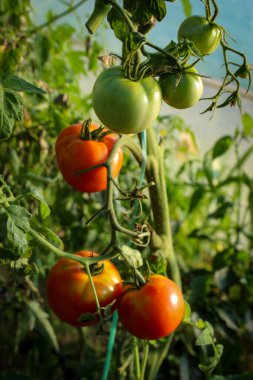 Serada domates yetiştirmek. Domates meyvesi..