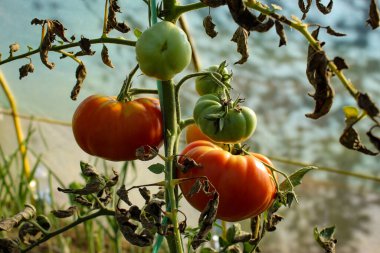 Kırmızı ve yeşil domatesler. Olgun ve olgunlaşmamış domatesler. Kurumuş yapraklı bir bitkide domates..