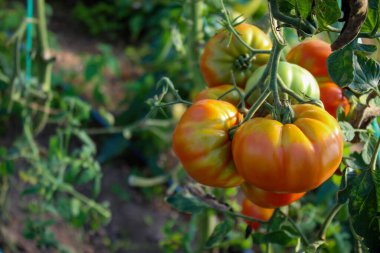Bir grup domates kırmızıya dönmeye başladı. Serada domates yetiştirmek. Domates meyvesi..