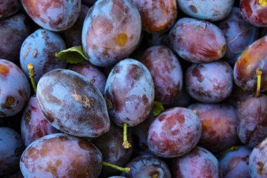 Olgun erikler. Birkaç yaprağı olan erikler. Taze erikleri yakın çekim, üst manzara. Makro fotoğraf yiyeceği meyveli erik. Taze mavi eriklerin dokusu. Resimli meyve ürünü. D 'Agen Fransız eriği.