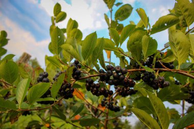 Bir dal üzerinde bir grup böğürtlen. Olgun böğürtlen dalları boyunca. Aronia.