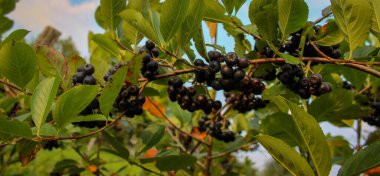 Pankart. Bir dal üzerinde bir grup böğürtlen. Olgun böğürtlen dalları boyunca. Aronia.