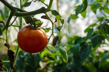 Dallarda domates var. Sarmaşıkta kırmızı domates. Serada domates yetiştirmek..