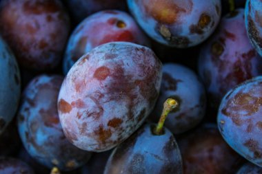 Olgun erikler. Birkaç yaprağı olan erikler. Taze erikleri yakın çekim, üst manzara. Makro fotoğraf yiyeceği meyveli erik. Taze mavi eriklerin dokusu. Resimli meyve ürünü. D 'Agen Fransız eriği.