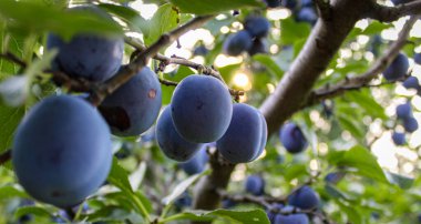 Pankart. Bol erikli büyük bir dal. Bir dalda erik meyvesi. Erik bahçesinde erik yetiştirmek. Prunus domestica.