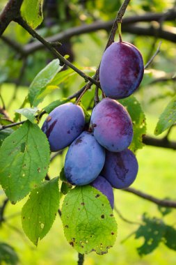 Meyve bahçesindeki bir dalda birkaç olgun erik. Dikey çekim. Meyve bahçesinde erikler.