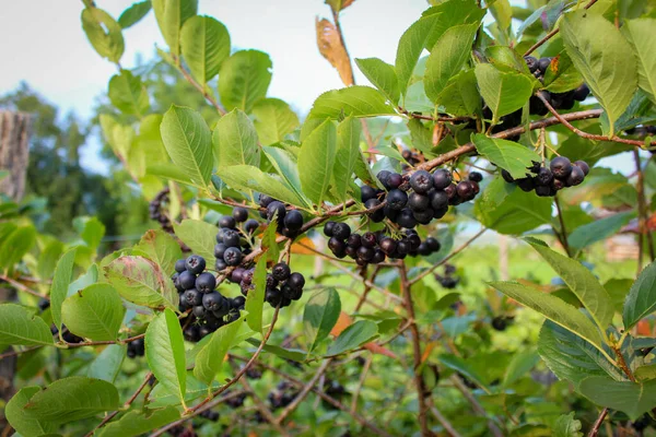 Bir dal üzerinde bir grup böğürtlen. Olgun böğürtlen dalları boyunca. Aronia.