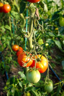 Bir grup domates kırmızıya dönmeye başladı. Serada domates yetiştirmek. Domates meyvesi..