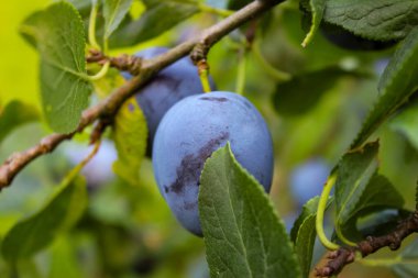 Yeşil yaprağın arkasındaki erik meyvesi. Bir dalda erik meyvesi.