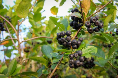 Böğürtlen yetiştiriyorum. Bir dalda böğürtlen. Aronia meyvesi. Olgun Aronia üzümleri.