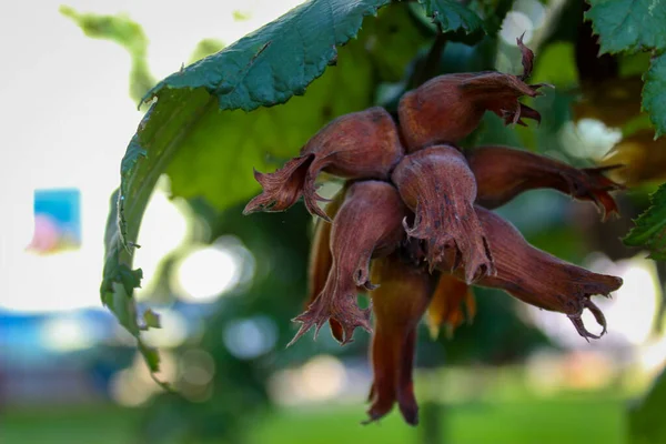 ヘーゼルナッツは枝に生えます 枝に緑色の熟していないヘーゼルナッツ 収穫の準備ができてヘーゼルナッツ — ストック写真