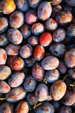 Olgun erikler. Taze erikleri yakın çekim, üst manzara. Makro fotoğraf yiyeceği meyveli erik. Taze mavi eriklerin dokusu. Resimli meyve ürünü. D 'Agen Fransız eriği.