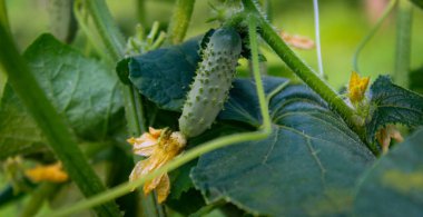 Pankart. Sarmaşıkta küçük bir salatalık yetiştiriyorum. Salatalık yetiştiriyorum. Küçük turşu. Bebek salatalığı..
