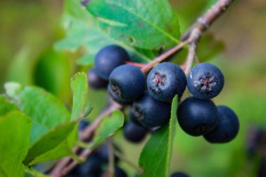 Etrafında yapraklar olan bir dalın üzerinde bir böğürtlen yakın. Güzel Aronia meyveleri. Boğaz böğürtlenli Makro. Aronia.
