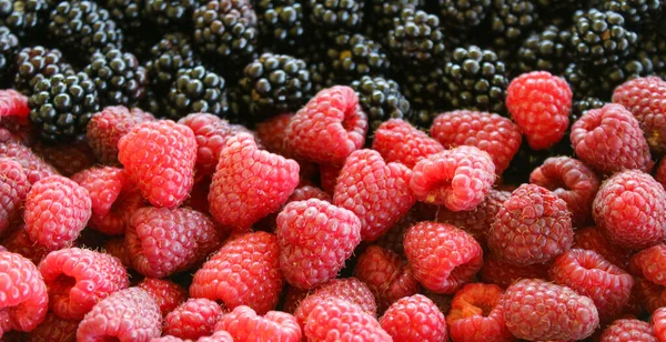 班纳新鲜的覆盆子和黑莓成熟的浆果 黑莓和覆盆子黑莓的背景 覆盆子收尾 甜而新鲜的成熟浆果 — 图库照片